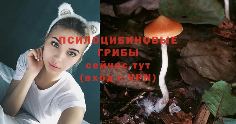 кракен онион  что такое наркотик  shop клад  Псилоцибиновые грибы Psilocybine cubensis  Бабушкин 